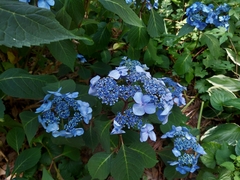 Hydrangea