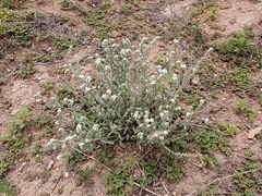 Oreocarya suffruticosa