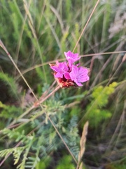 Dianthus capitatus