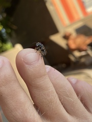 Megachilidae