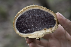 Scleroderma texense