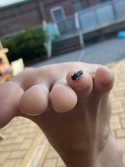 Megachilidae