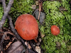Macrocystidia