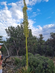 Agave utahensis kaibabensis