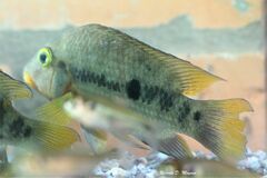 Australoheros ykeregua