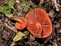 Macrocystidia