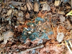 Byssocorticium atrovirens