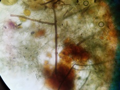 Byssocorticium atrovirens