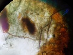Byssocorticium atrovirens