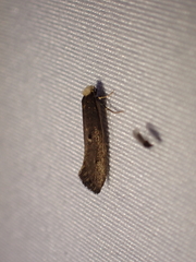 Tinea niveocapitella