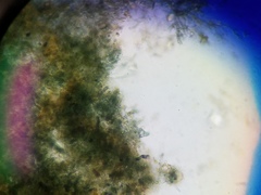 Byssocorticium atrovirens