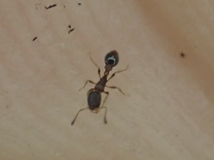 Cardiocondyla minutior
