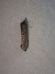 Tinea niveocapitella