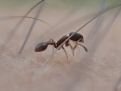 Cardiocondyla minutior