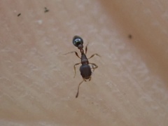 Cardiocondyla minutior