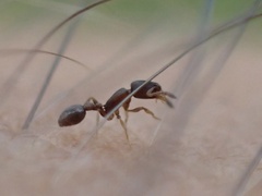 Cardiocondyla minutior