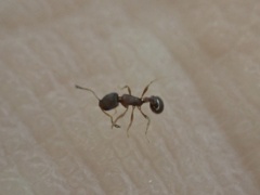 Cardiocondyla minutior