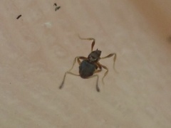 Cardiocondyla minutior