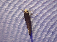 Tinea niveocapitella