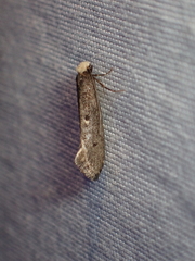 Tinea niveocapitella