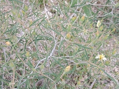 Mentzelia springeri