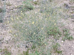 Mentzelia springeri