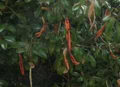 Quadrella jamaicensis