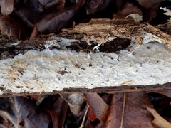 Ramaricium polyporoideum