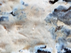 Ramaricium polyporoideum