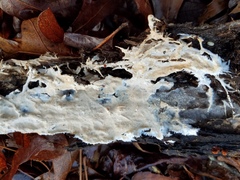Ramaricium polyporoideum