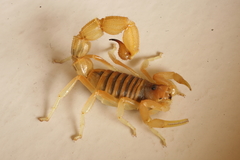 Parabuthus pallidus