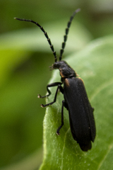 Polemius laticornis