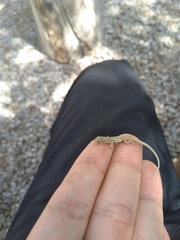 Ophisops elegans elegans