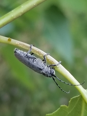 Saperda inornata