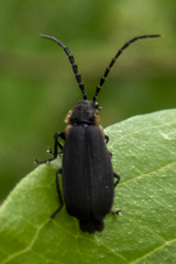 Polemius laticornis