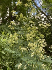 Thalictrum pubescens