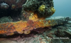 Cleidopus gloriamaris