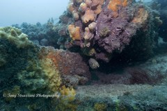 Cleidopus gloriamaris