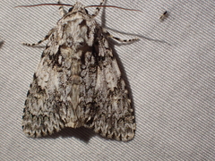 Acronicta marmorata