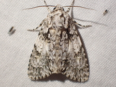 Acronicta marmorata