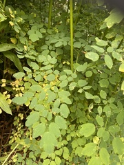 Thalictrum pubescens