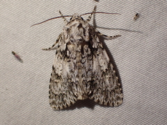 Acronicta marmorata