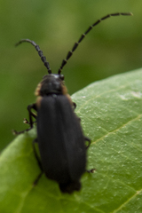 Polemius laticornis