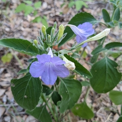 Ruellia occidentalis