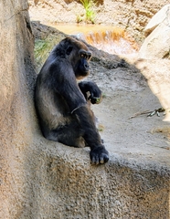 Gorilla gorilla