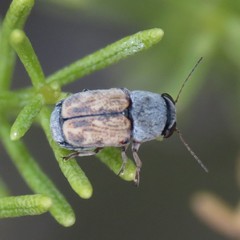 Pachybrachis uteanus