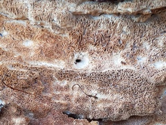 Wrightoporia austrosinensis