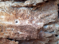 Wrightoporia austrosinensis