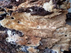 Wrightoporia austrosinensis