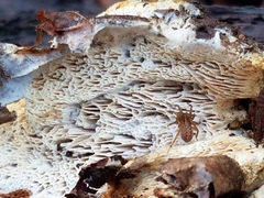 Wrightoporia austrosinensis